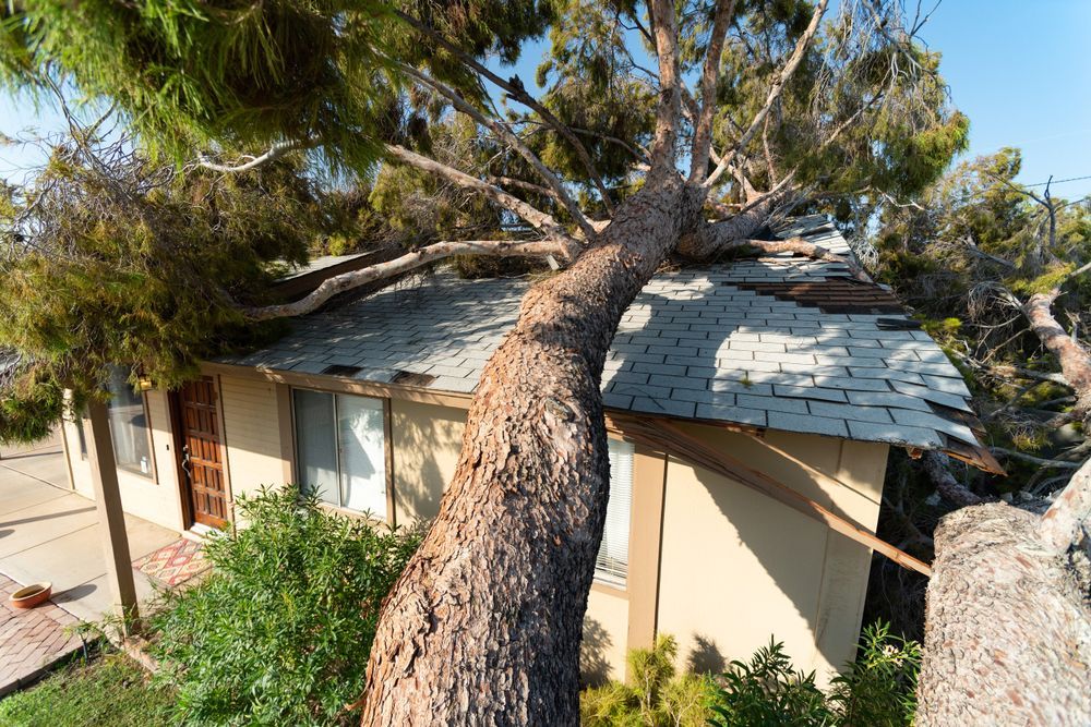 A house roof with a large tree fallen across it, surrounded by greenery