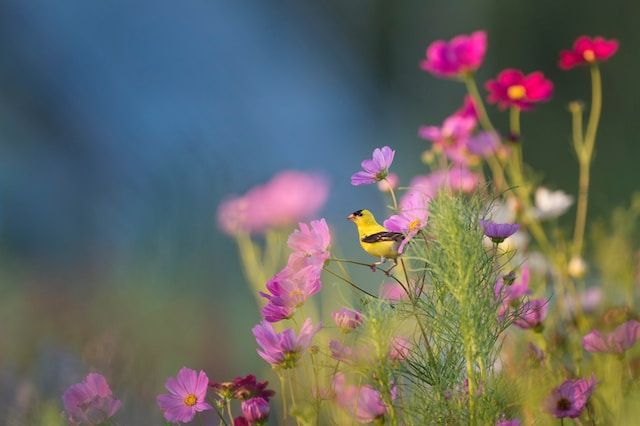 cremation services in Cornwall, PA