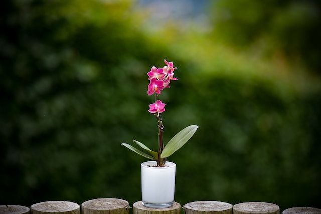 cremation services in Lebanon, PA