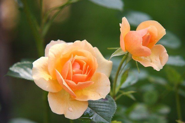 cremation services in Myerstown, PA