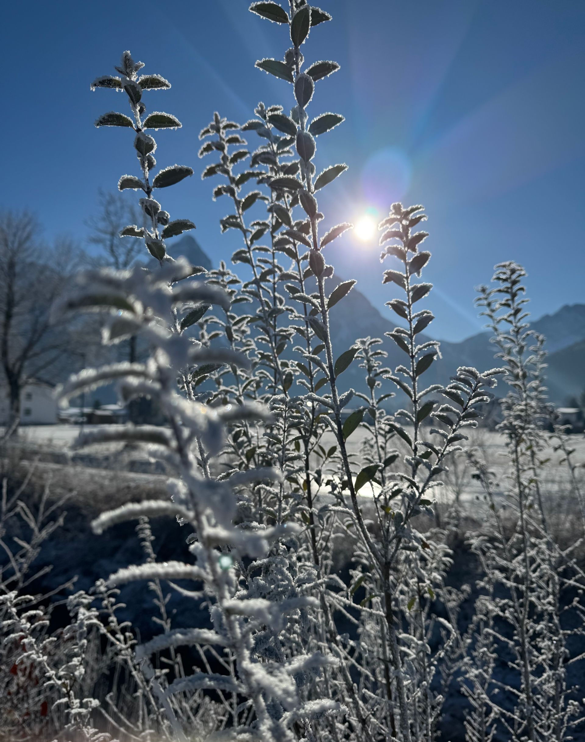 Winter, Moos