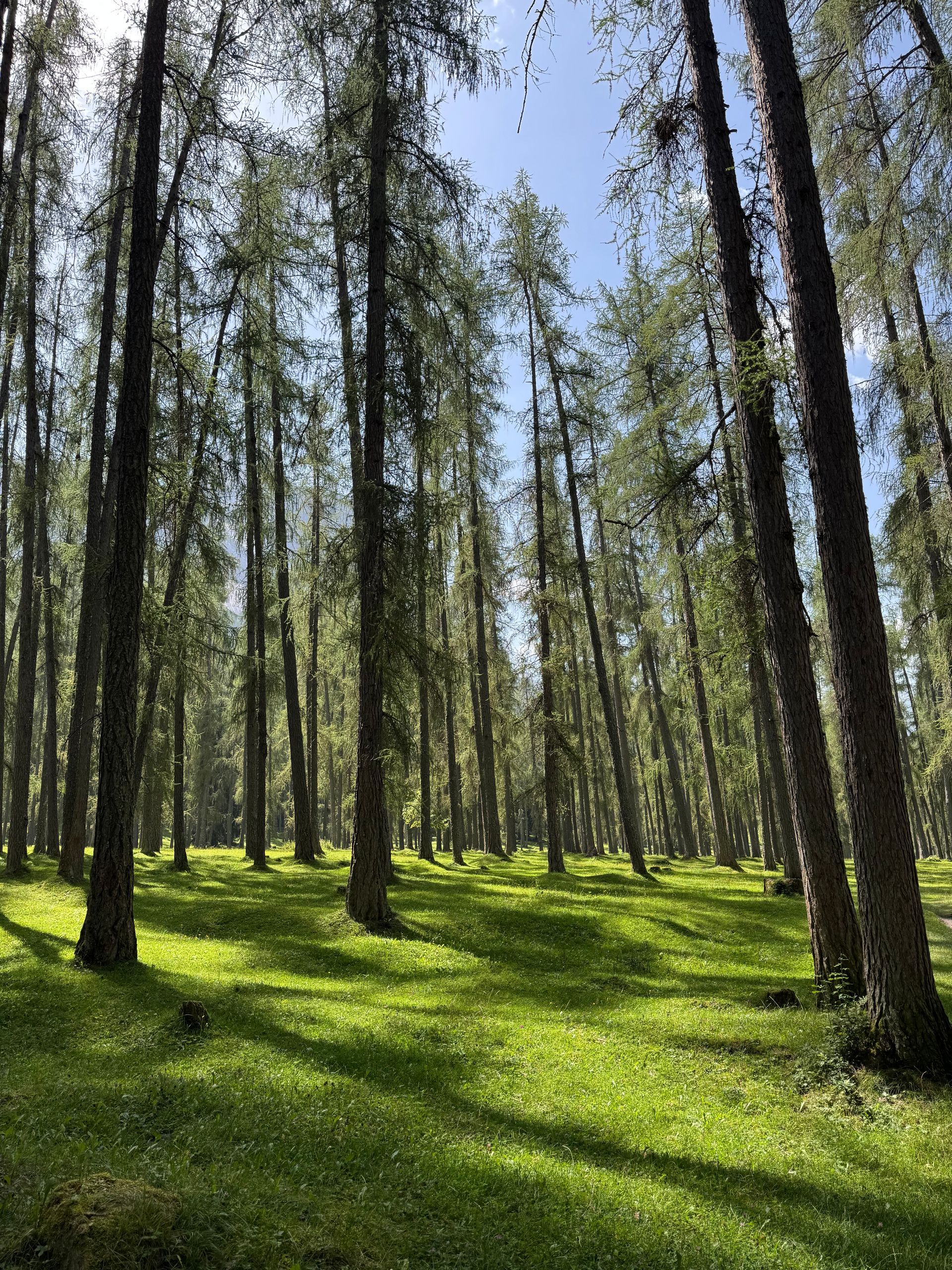 Summer Lärchenwald, Ehrwald