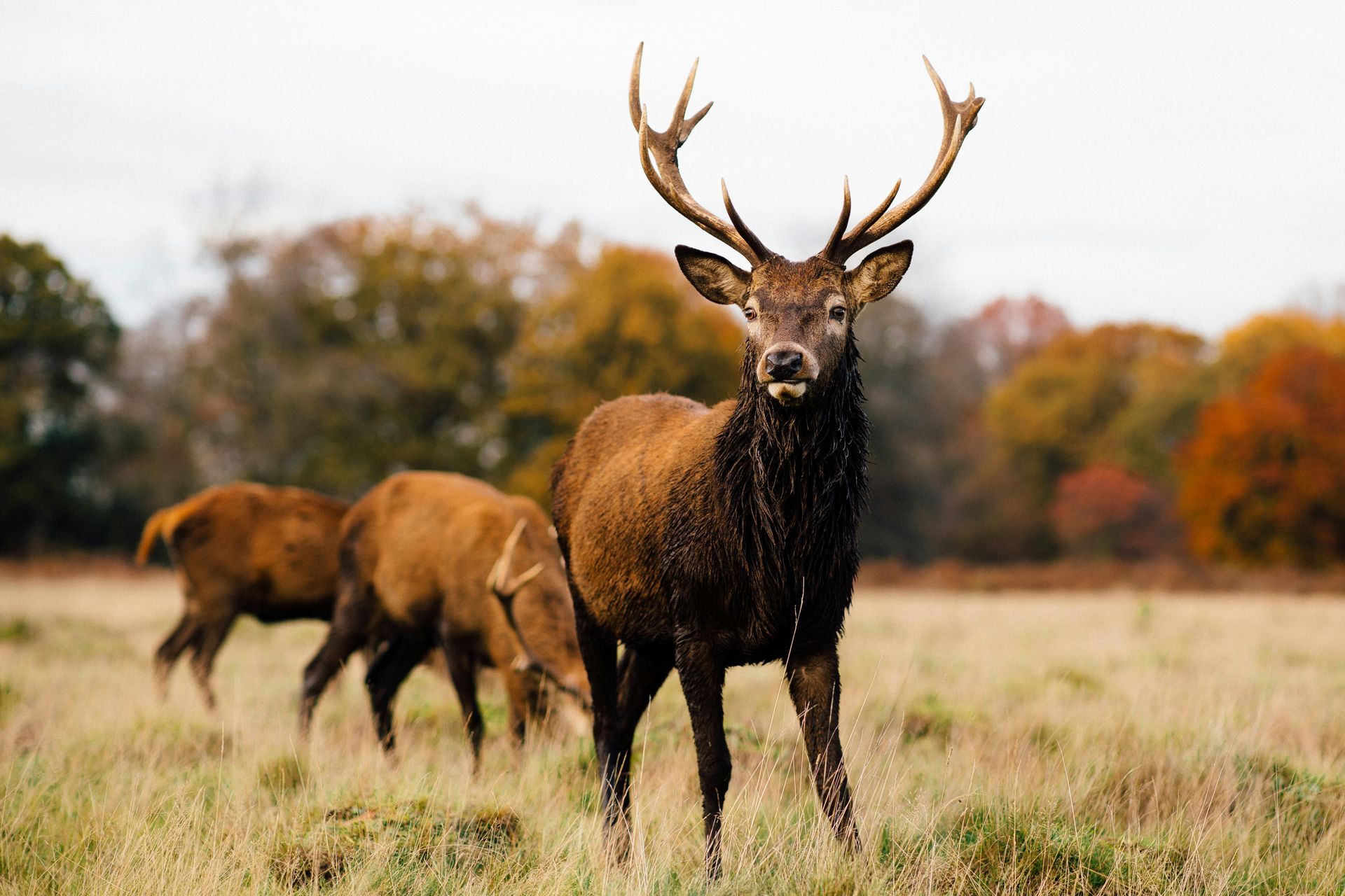 Der Edelhirsch