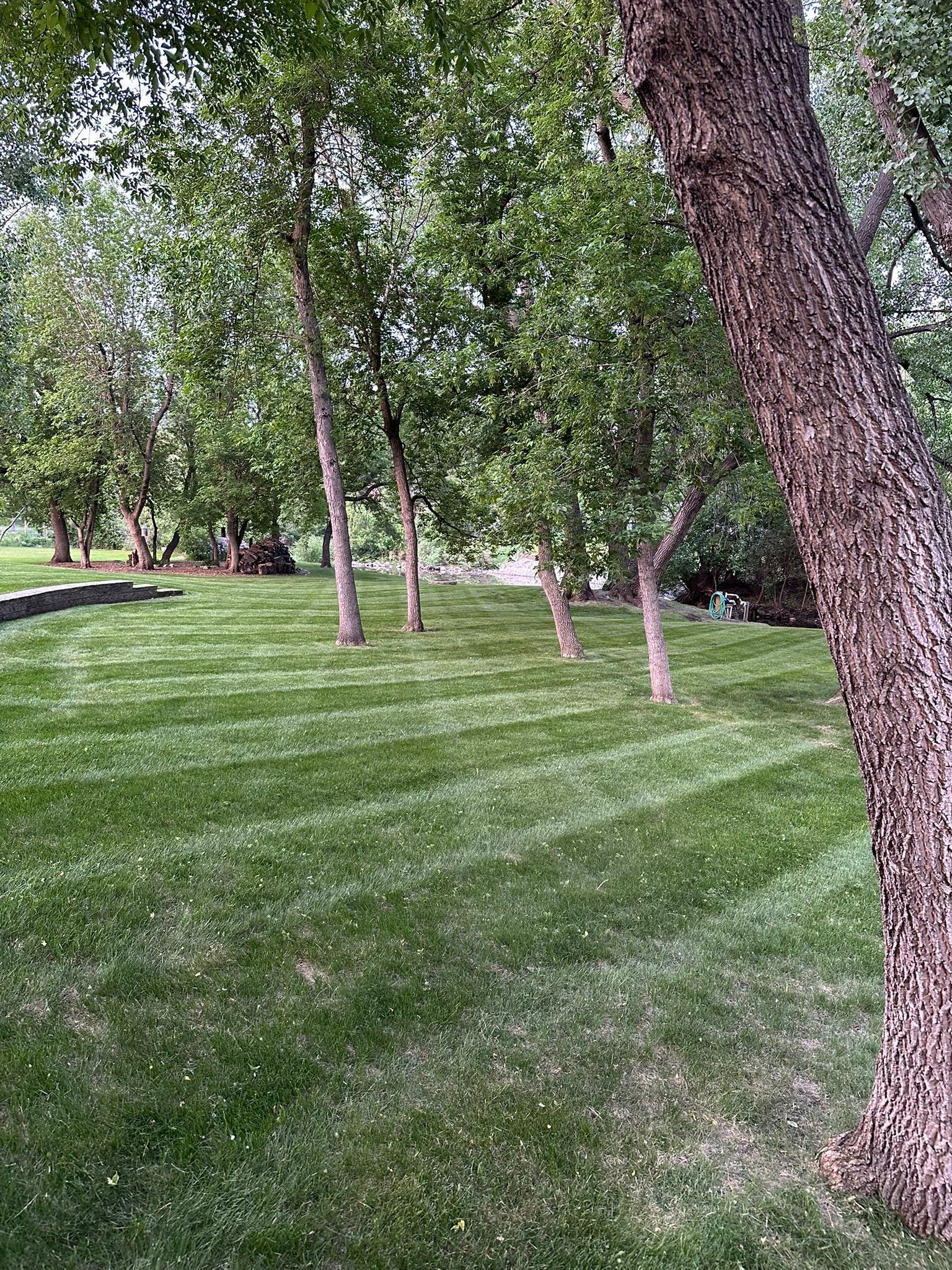 Tree-lined grassy park with trimmed lawn and a large tree trunk in the foreground