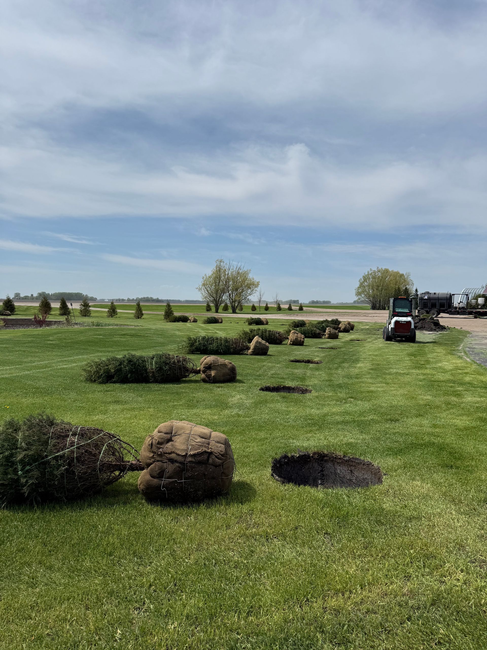 Rows of newly planted shrubs in a grassy field, with a tractor in the distance under a cloudy sky