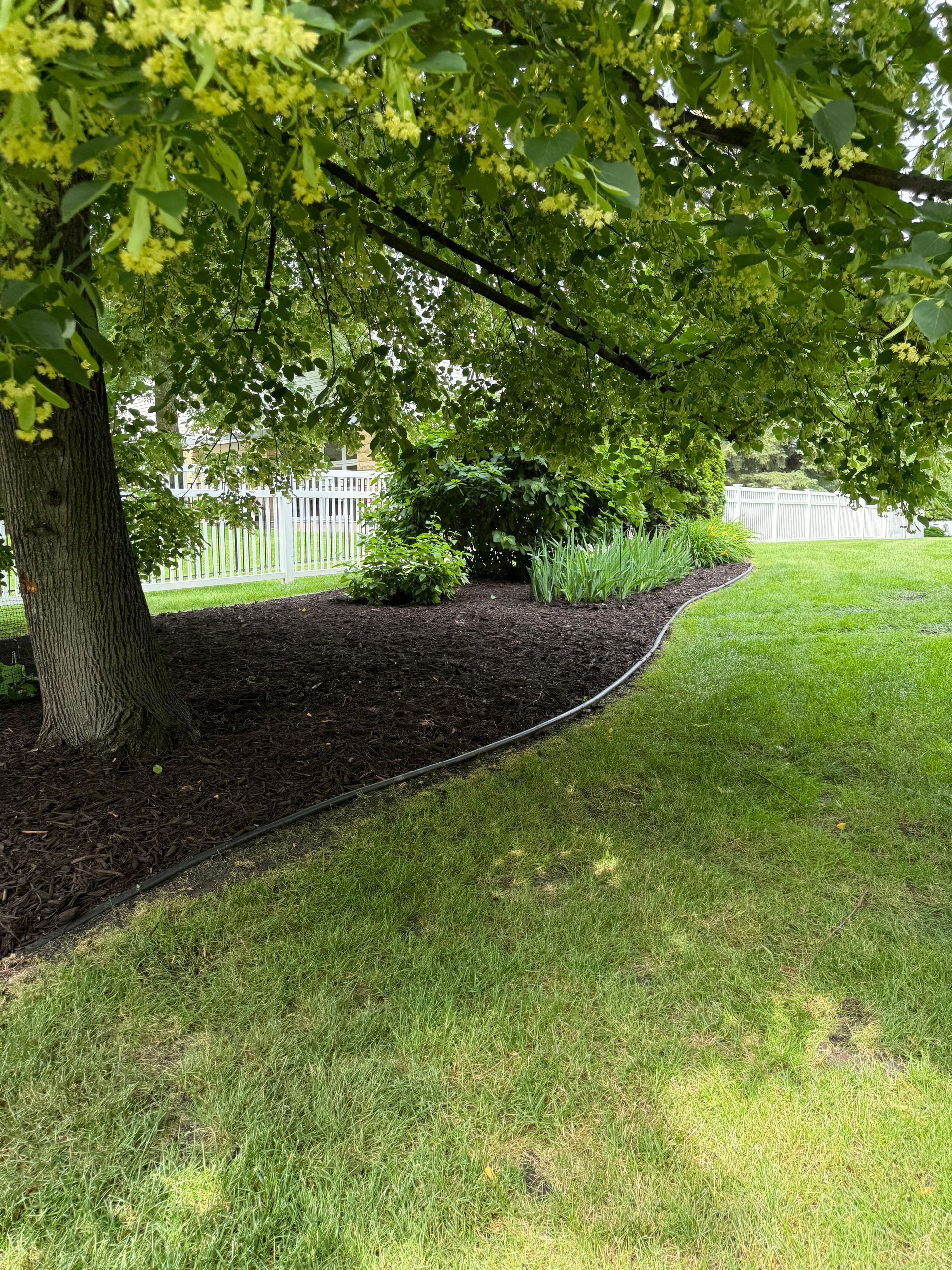 Leafy tree shading a grassy slope beside a dark mulch bed and a white fence.