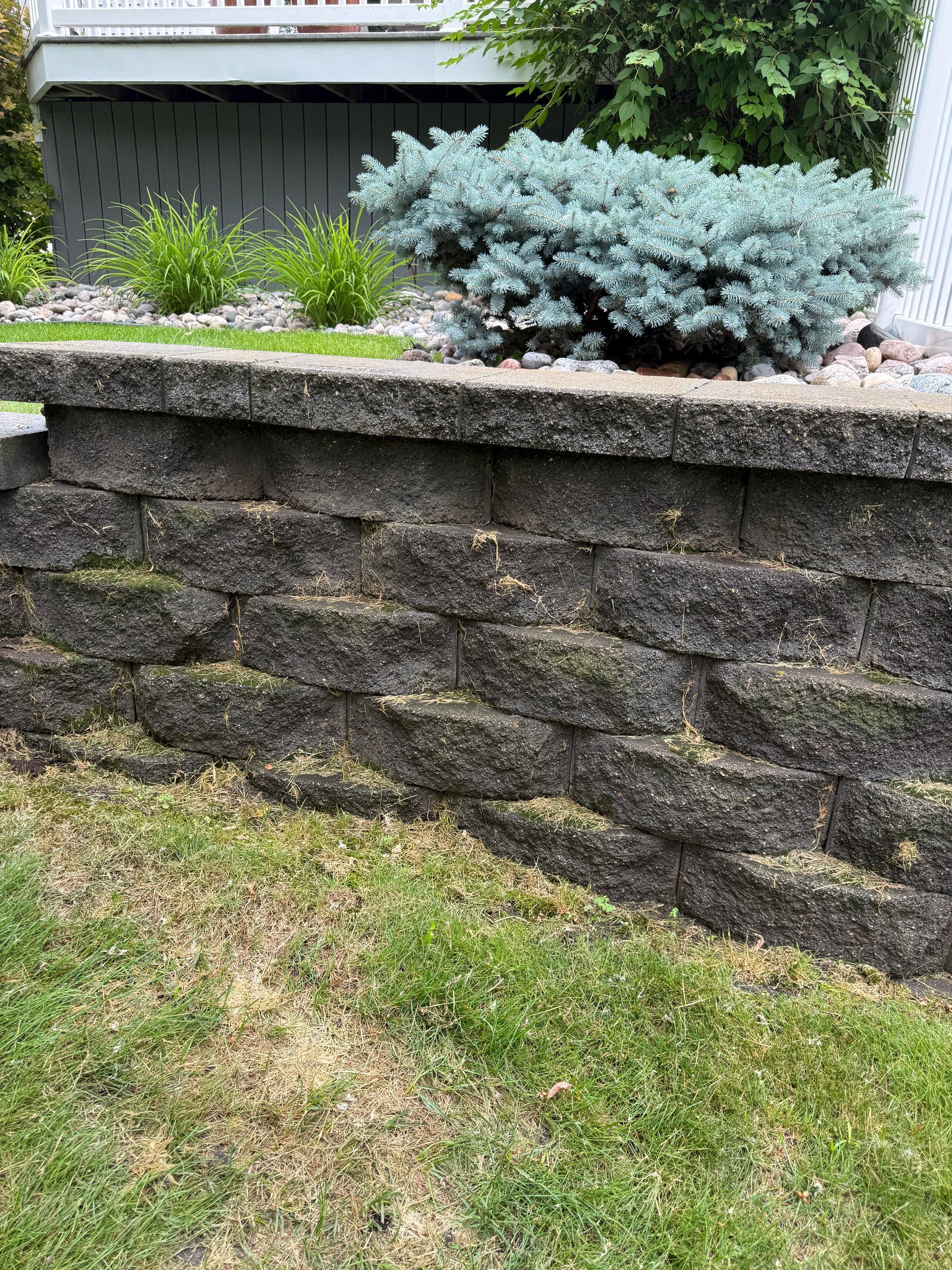 Stone retaining wall with grass in front and shrubs, including a blue-green bush, on a sloped garden bank
