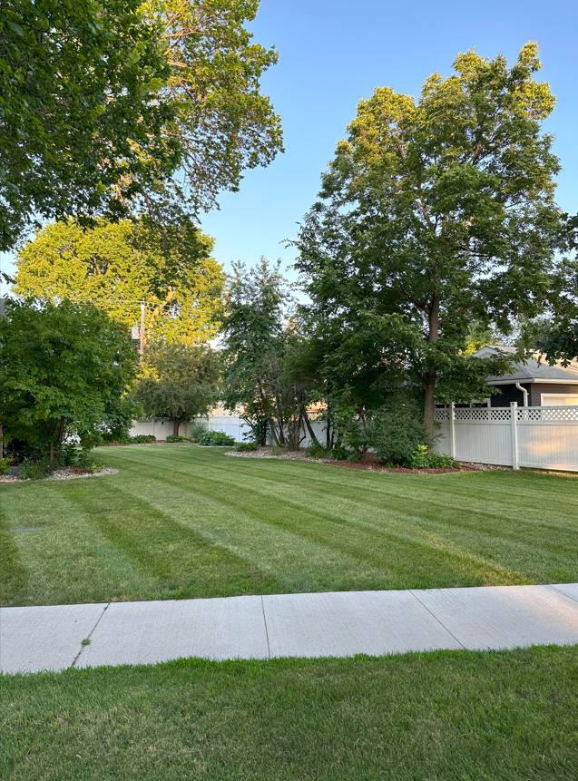 Grassy suburban yard with striped lawn, tall trees, and a sidewalk in front of a house.