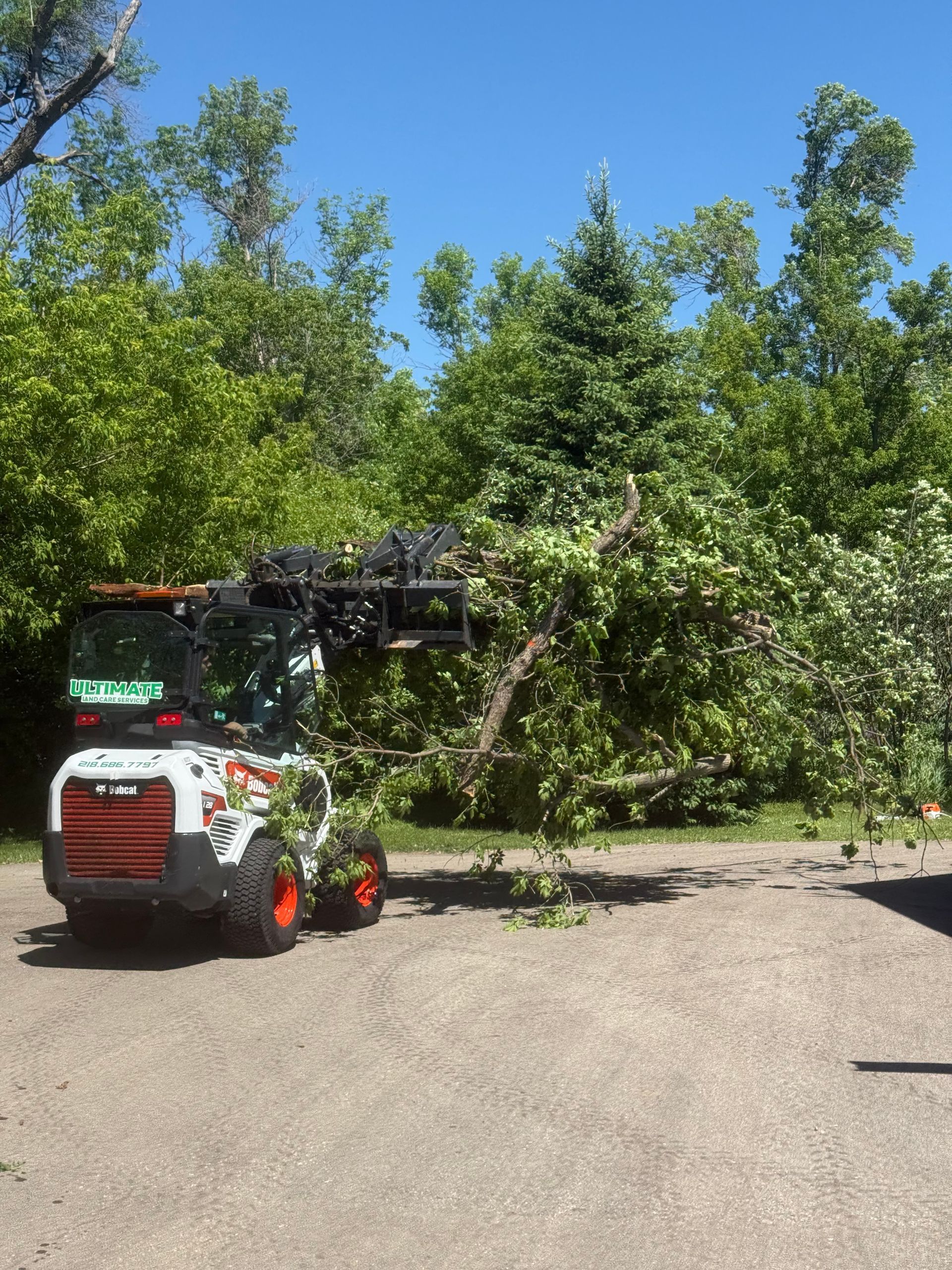 Bobcat skid steer clearing a fallen tree beside a road in a leafy wooded area.