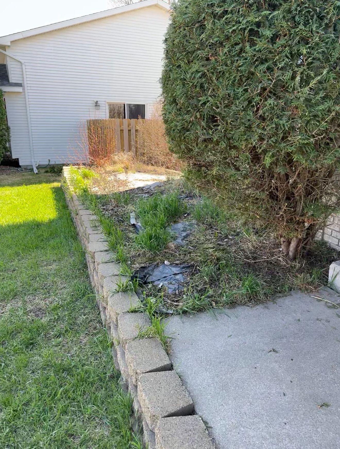 Backyard side yard with a hedge, concrete walkway, and small garden bed beside a house