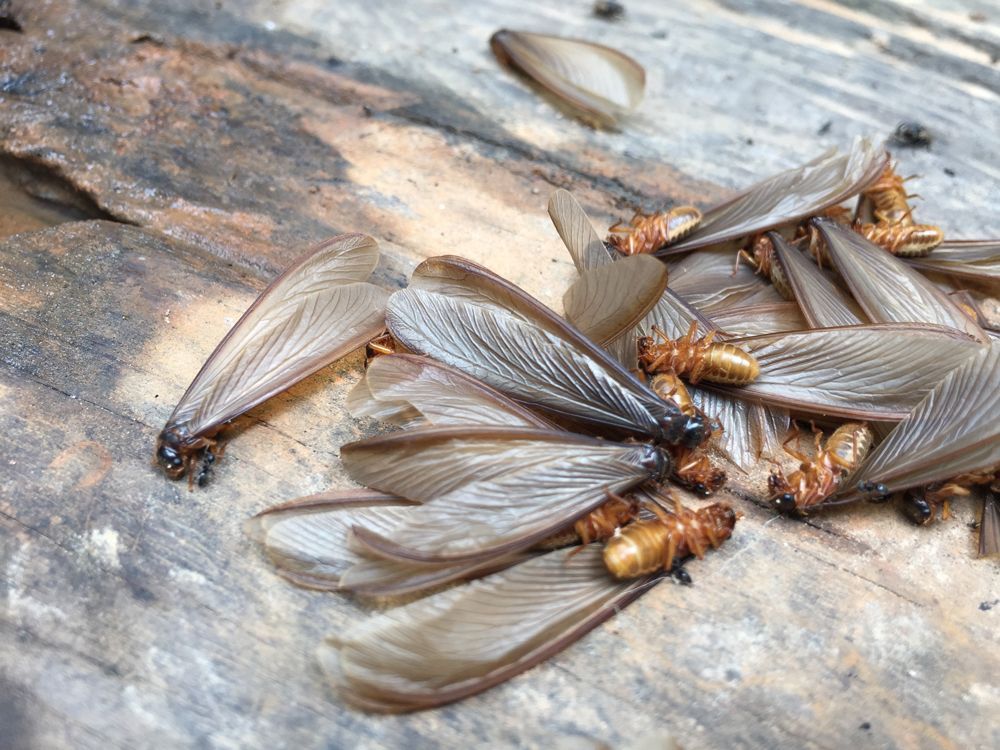 Dampwood Termites