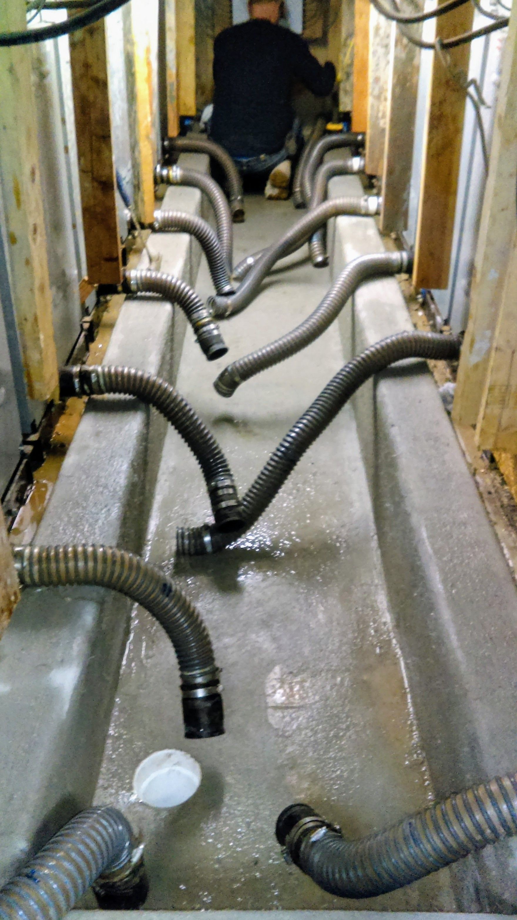 Person working in a narrow concrete trough with multiple black hoses attached to a central pipe.