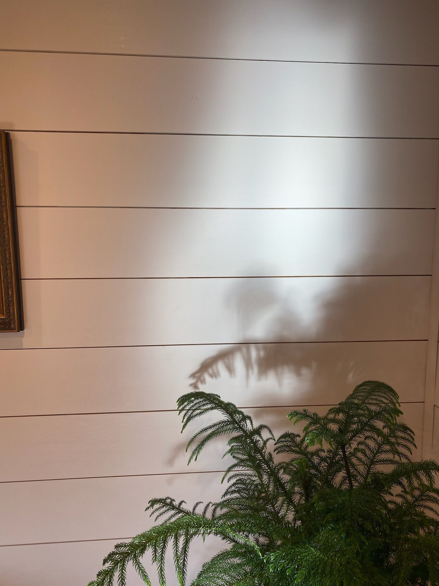 A shadow of a person is cast on a white wall next to a plant.