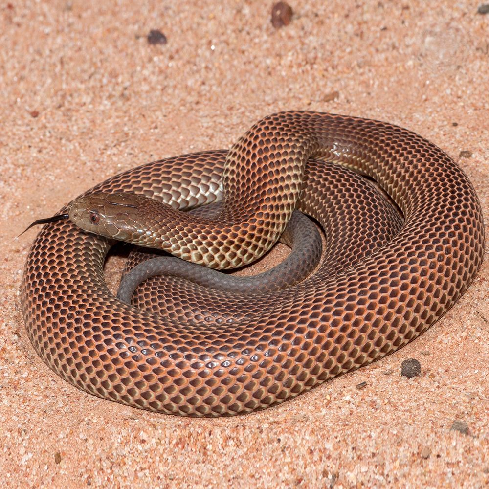 snake-bites-in-australia-everything-you-need-to-know