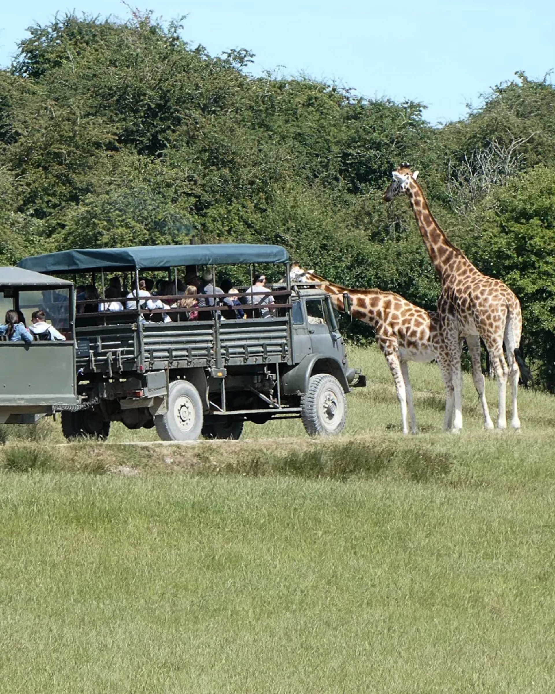 Port Lympne Safari