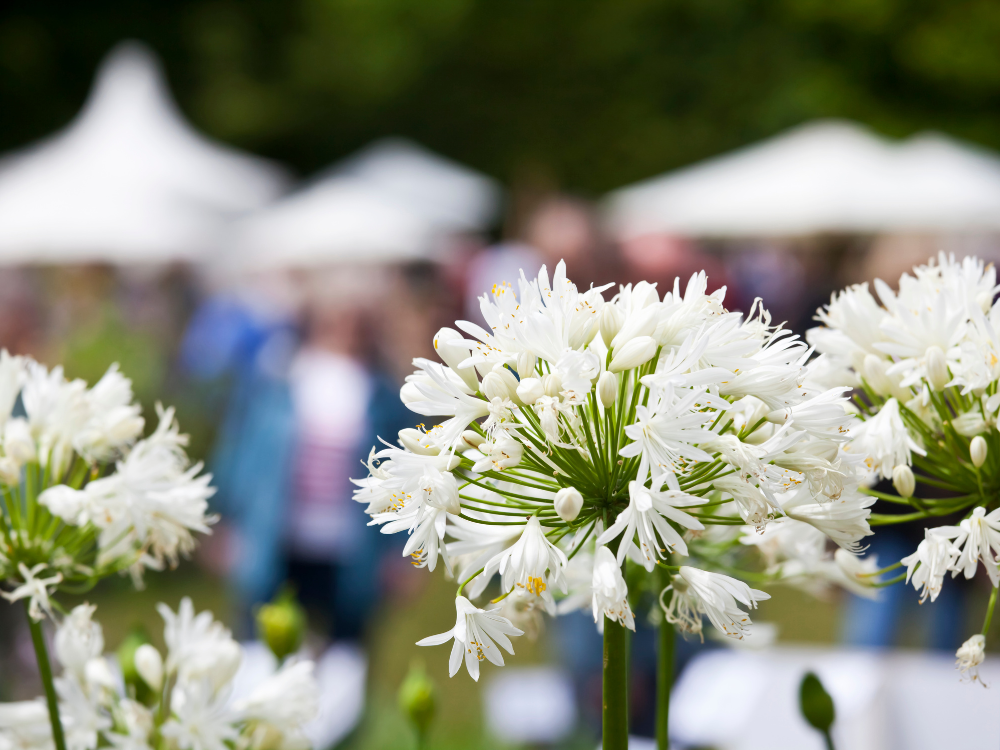 A bunch of white flowers are growing in a garden with people in the background.