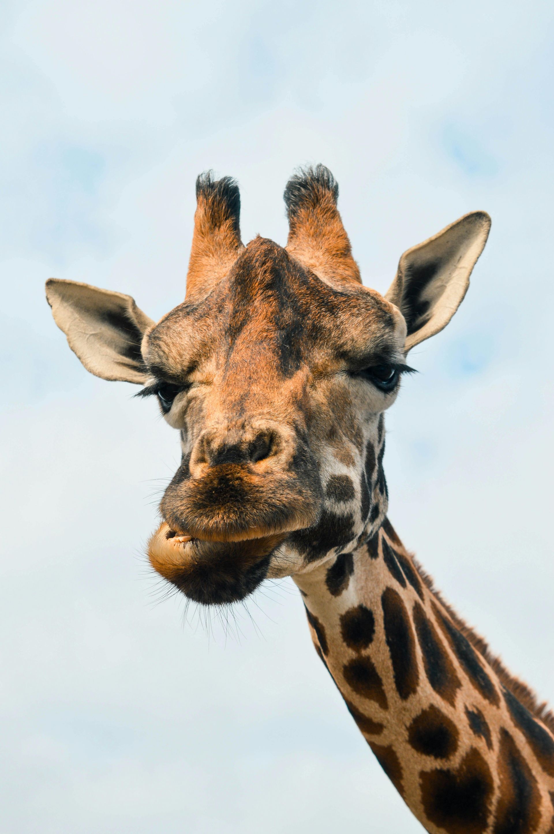 Safari event