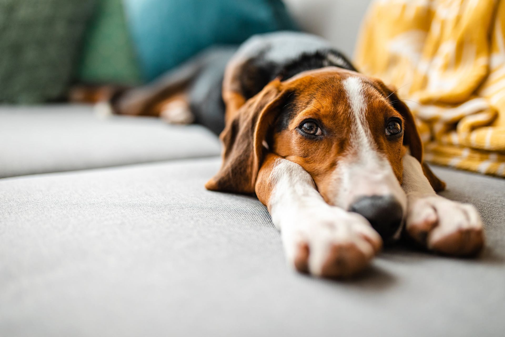 Brown-and-white dog lying on a couch, resting its head on its paws