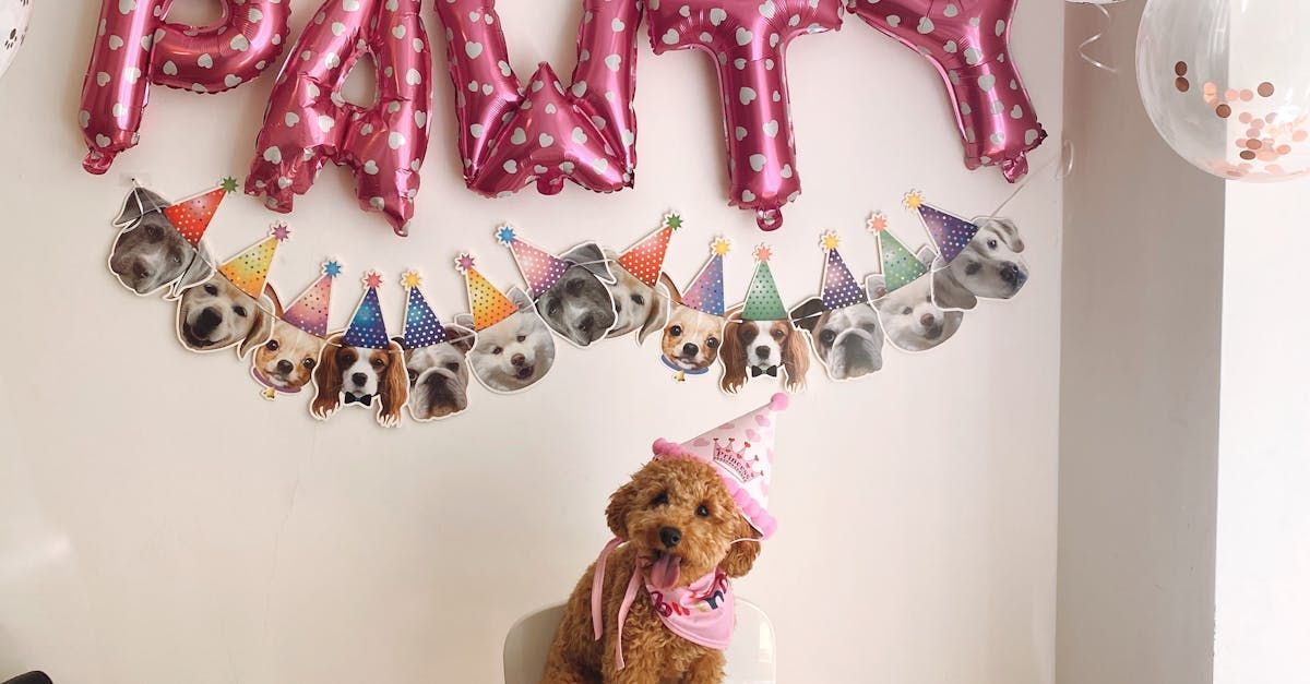 Een hond met een feestmuts op zit voor een muur met ballonnen.