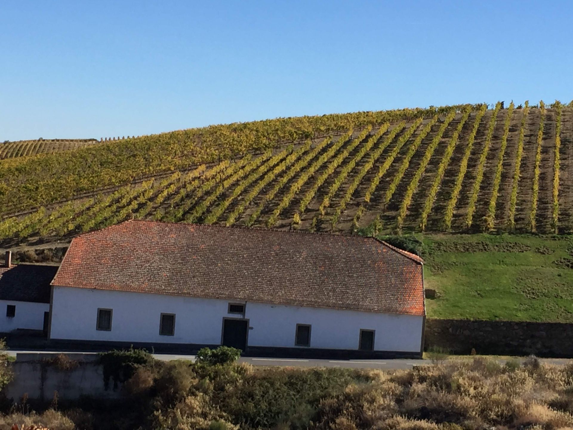 Vineyard