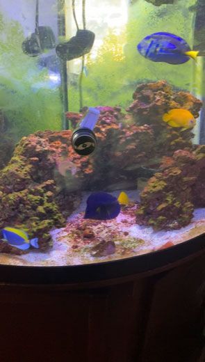 Blaykes Aquarium 1