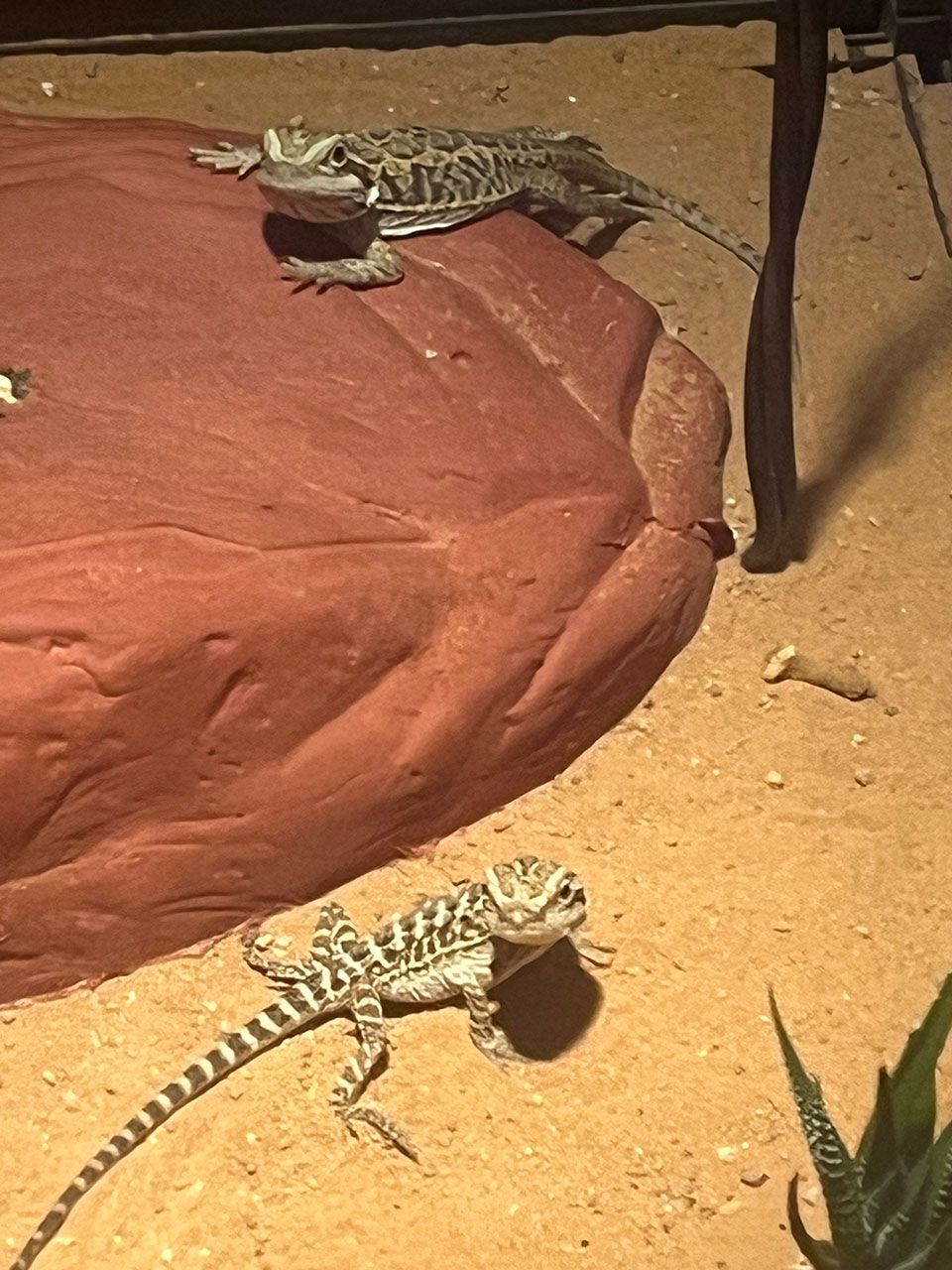 Blaykes Aquarium 11