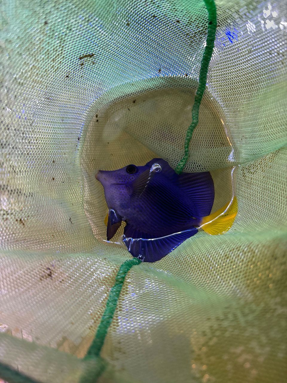 Blaykes Aquarium 2