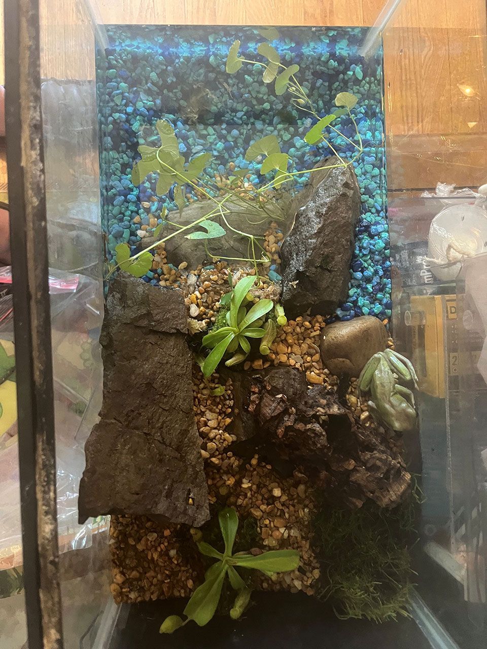 Blaykes Aquarium 6