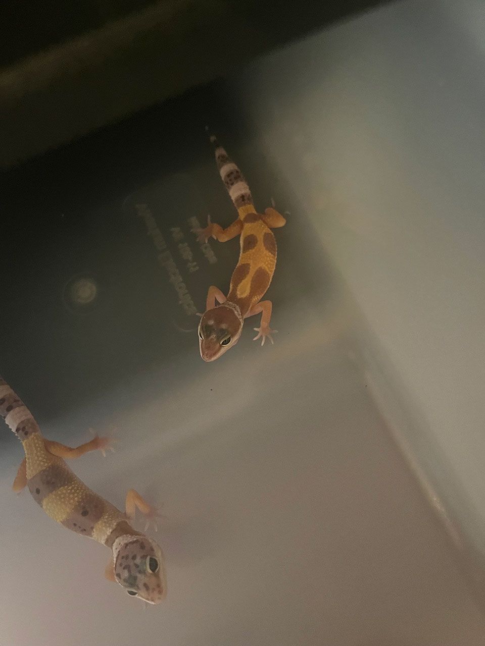 Blaykes Aquarium 8