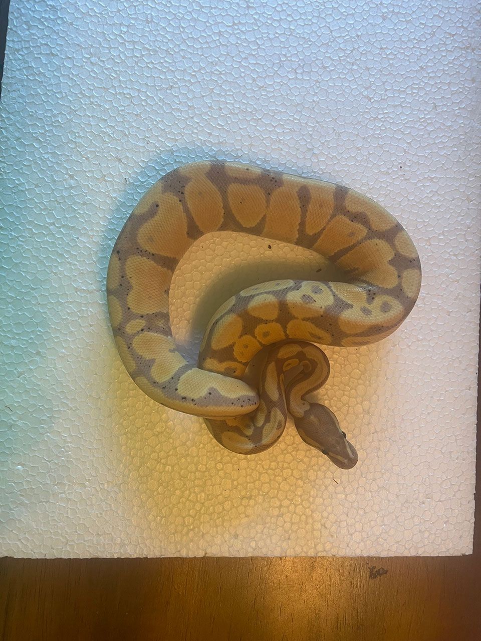 Blaykes Aquarium 9