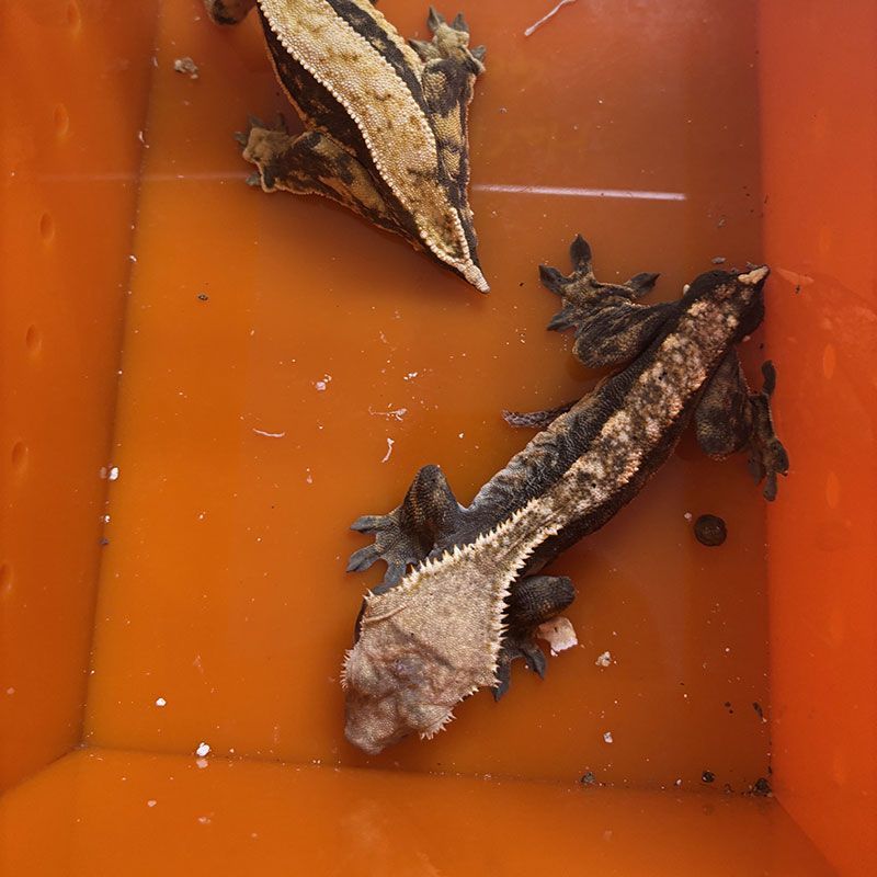 Fish & Reptiles