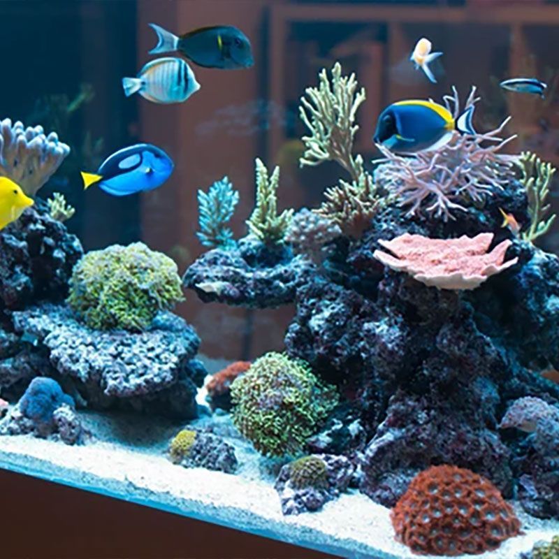 Plants & Corals