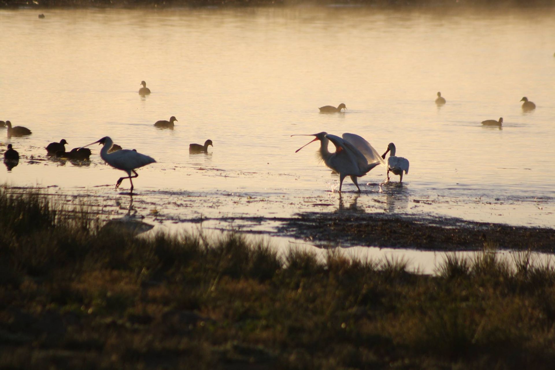 Swan | Muswellbrook, NSW | Lake Liddell Recreation Area