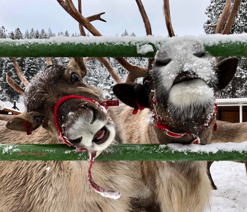 Three playful llamas or alpacas peeking over snowy green rails, wearing red halters and scarves.