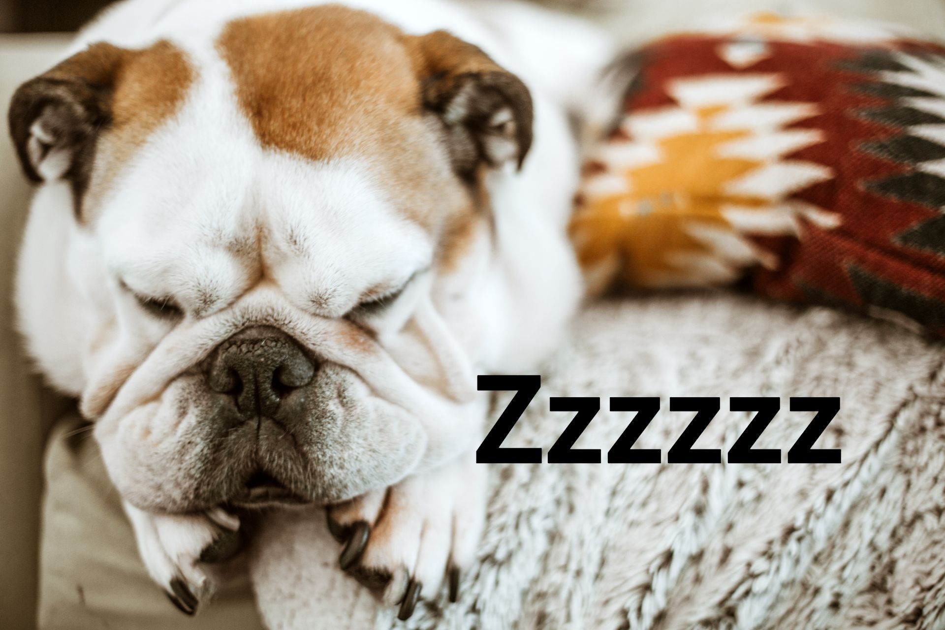 Bulldog Snoring - Indianapolis, IN - Sleep Better Indy Bulldog Snoring - Indianapolis, IN - Sleep Better Indy