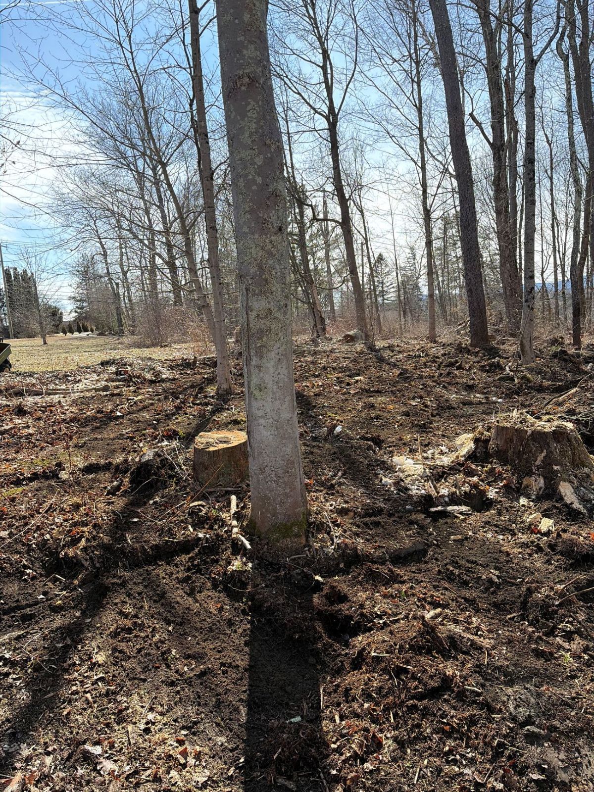 A central tree stands in a clearing of dark soil with nearby tree stumps and surrounding woods under a bright blue sky.