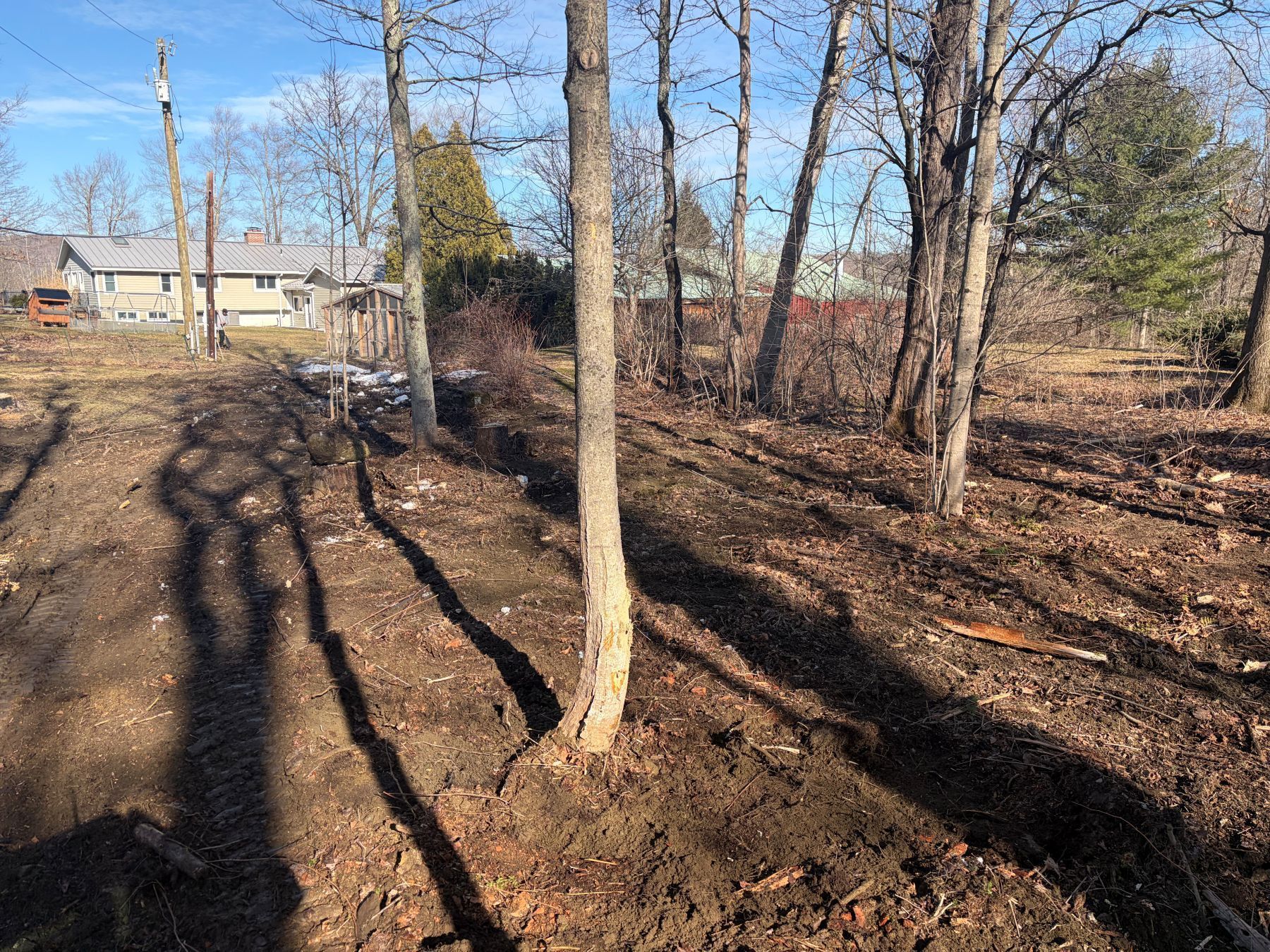 A grassy, wooded area with bare trees and long shadows under a clear blue sky, with a house visible in the distance.