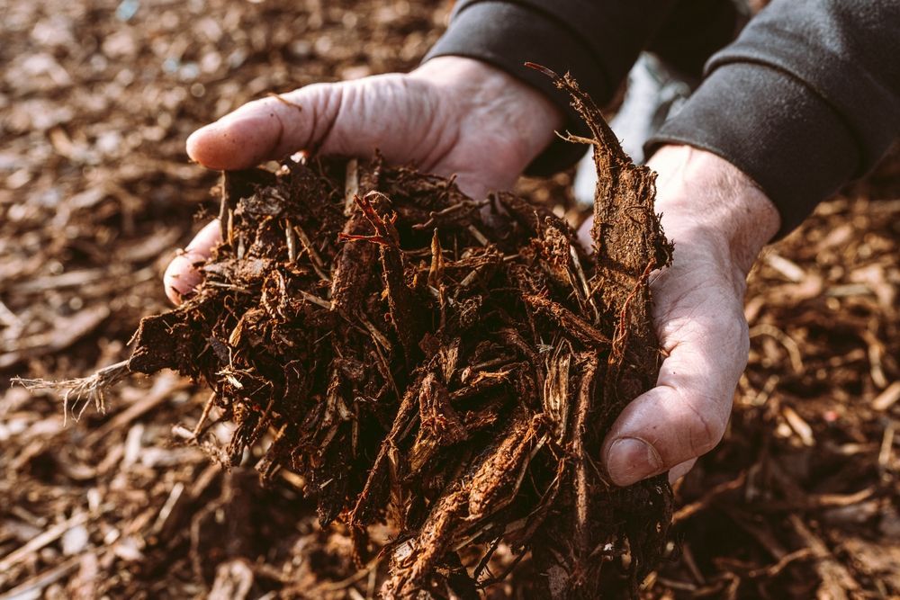 Hands hold a handful of dark, shredded wood mulch against a backdrop of a larger pile of the same material.