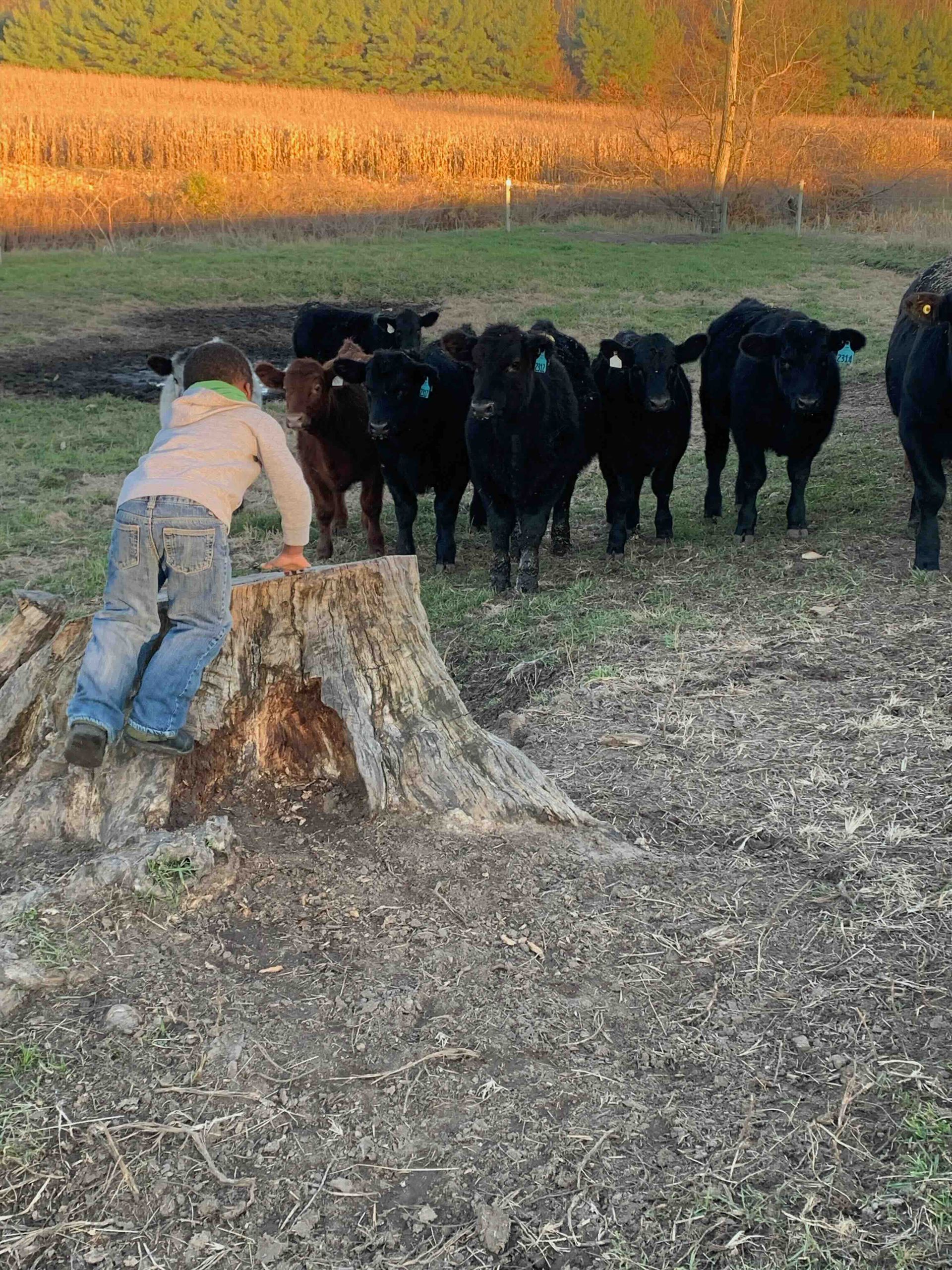 A boy is standing on a tree stump next to a herd of cows.