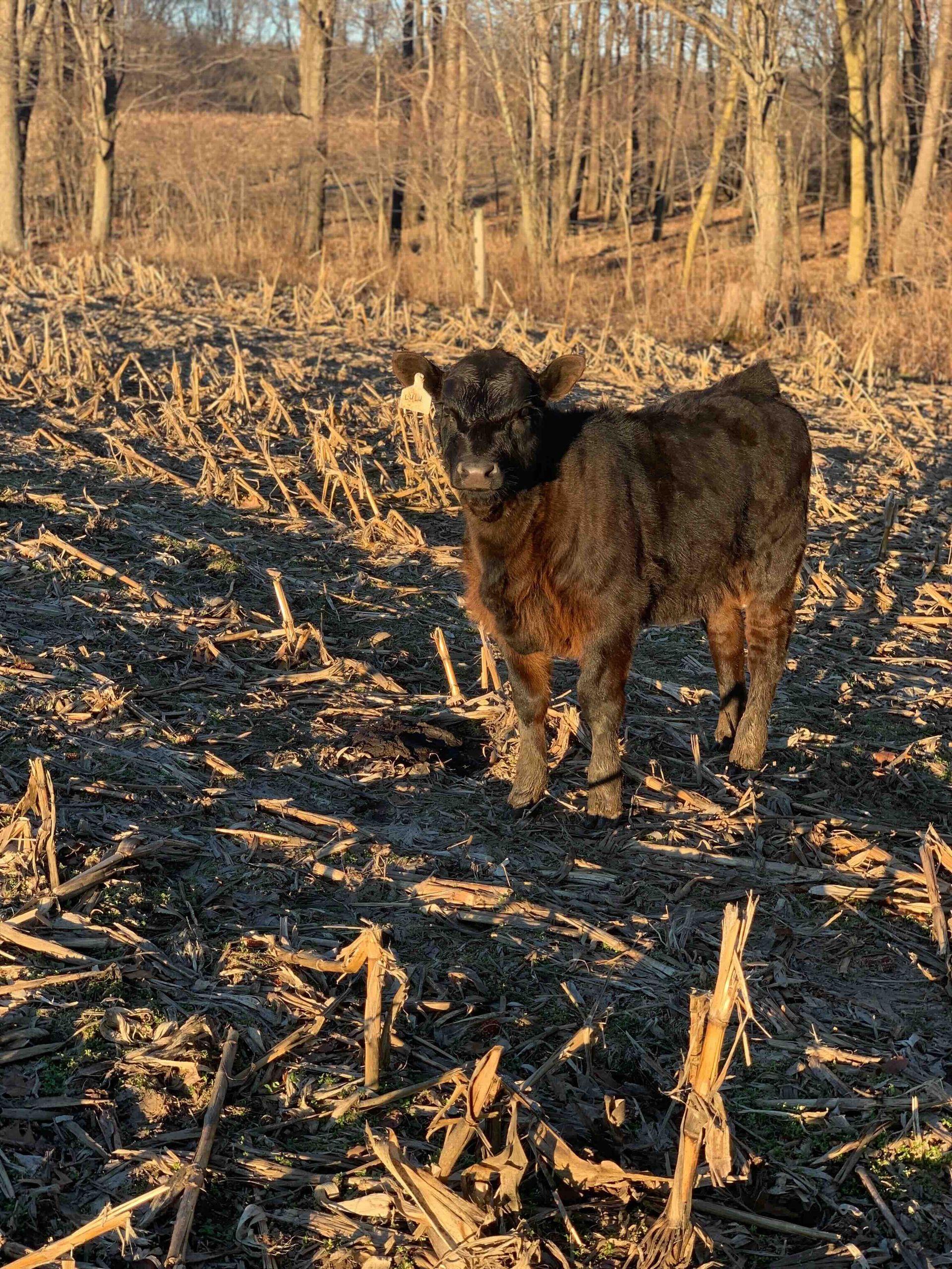 A brown cow is standing in a field with trees in the background.
