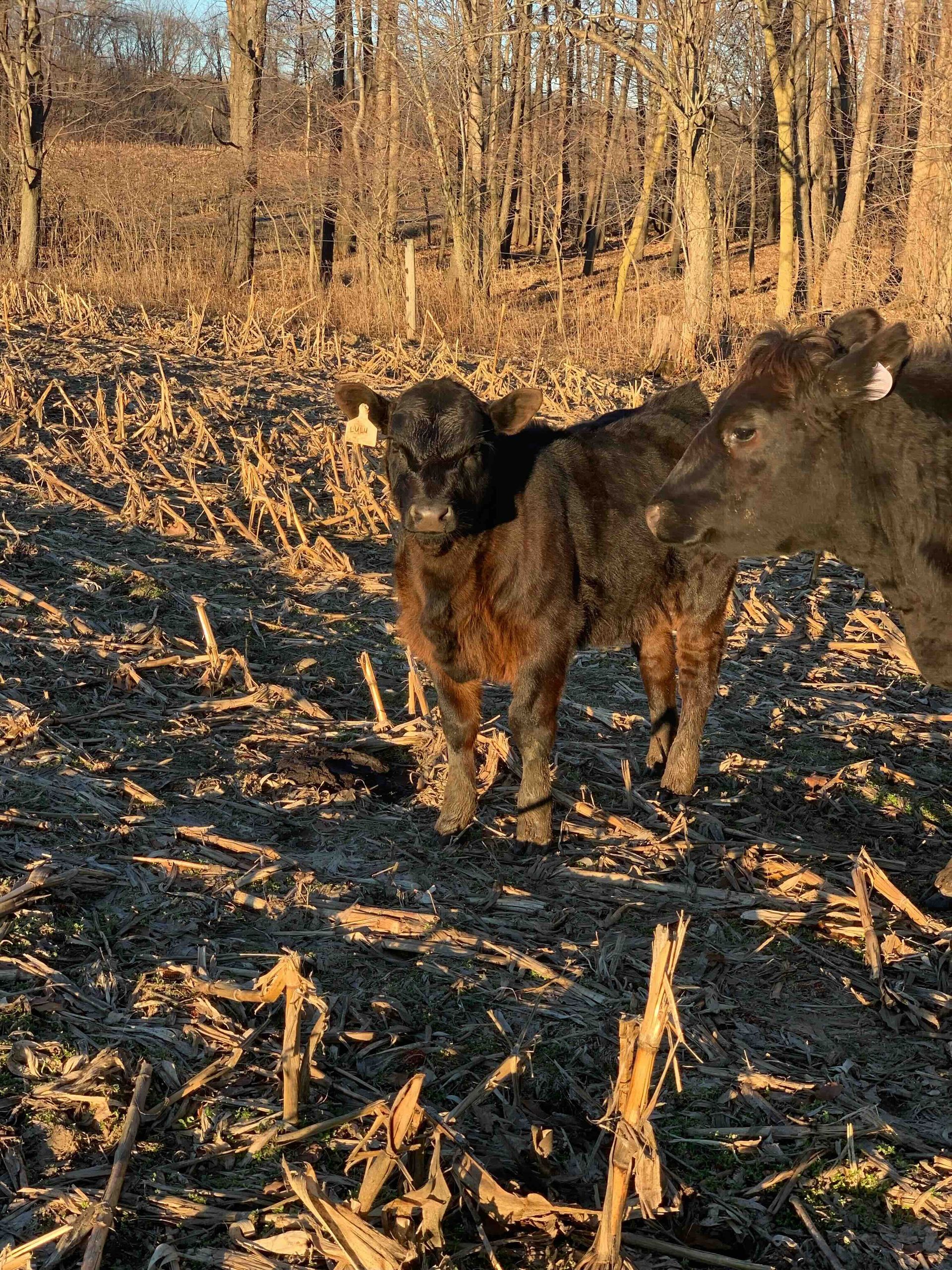 Two calves are standing next to each other in a field.