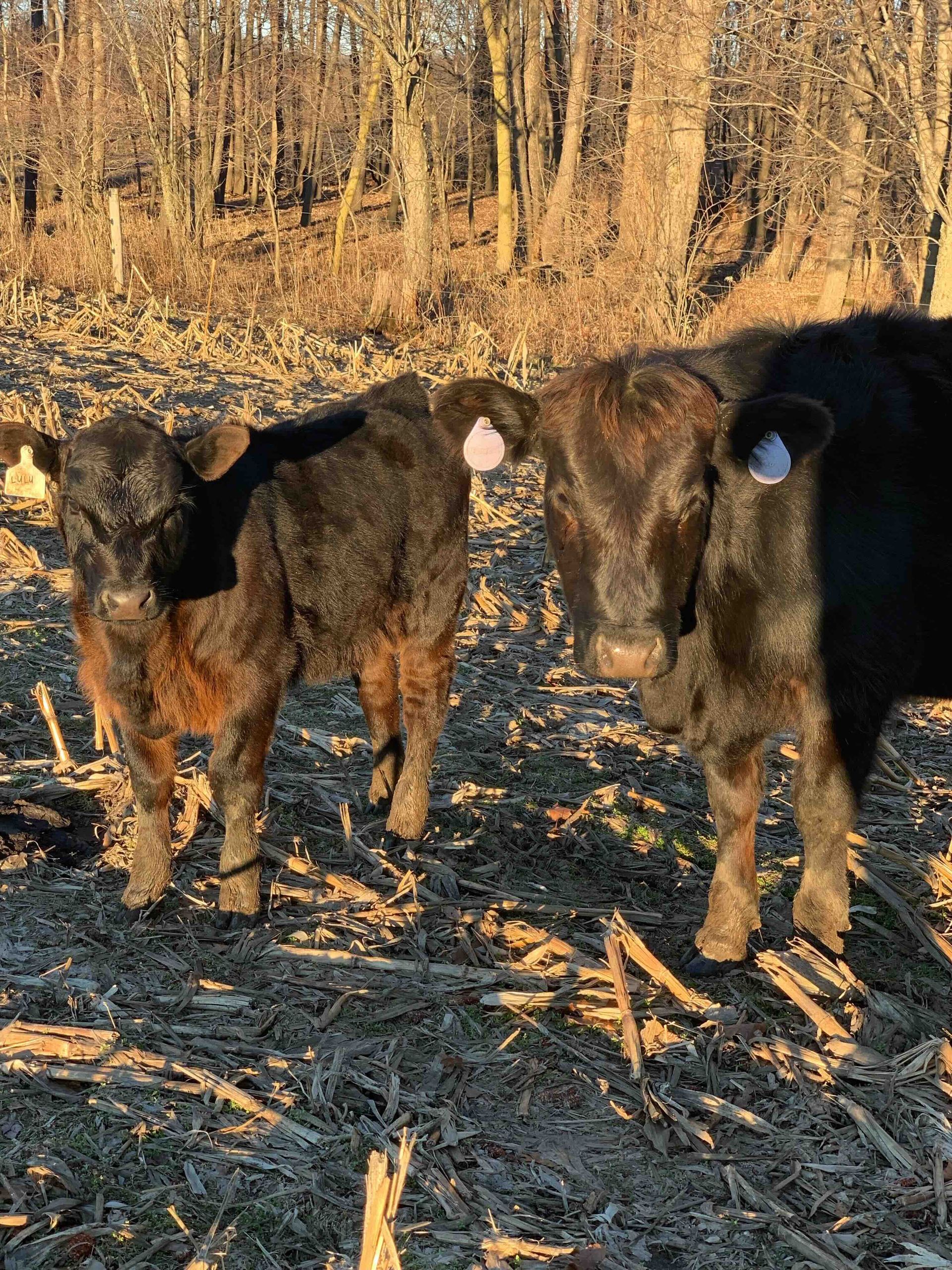 Two cows are standing next to each other in a field.