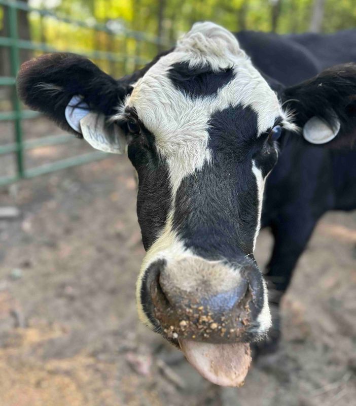 A black and white cow sticking its tongue out at the camera.