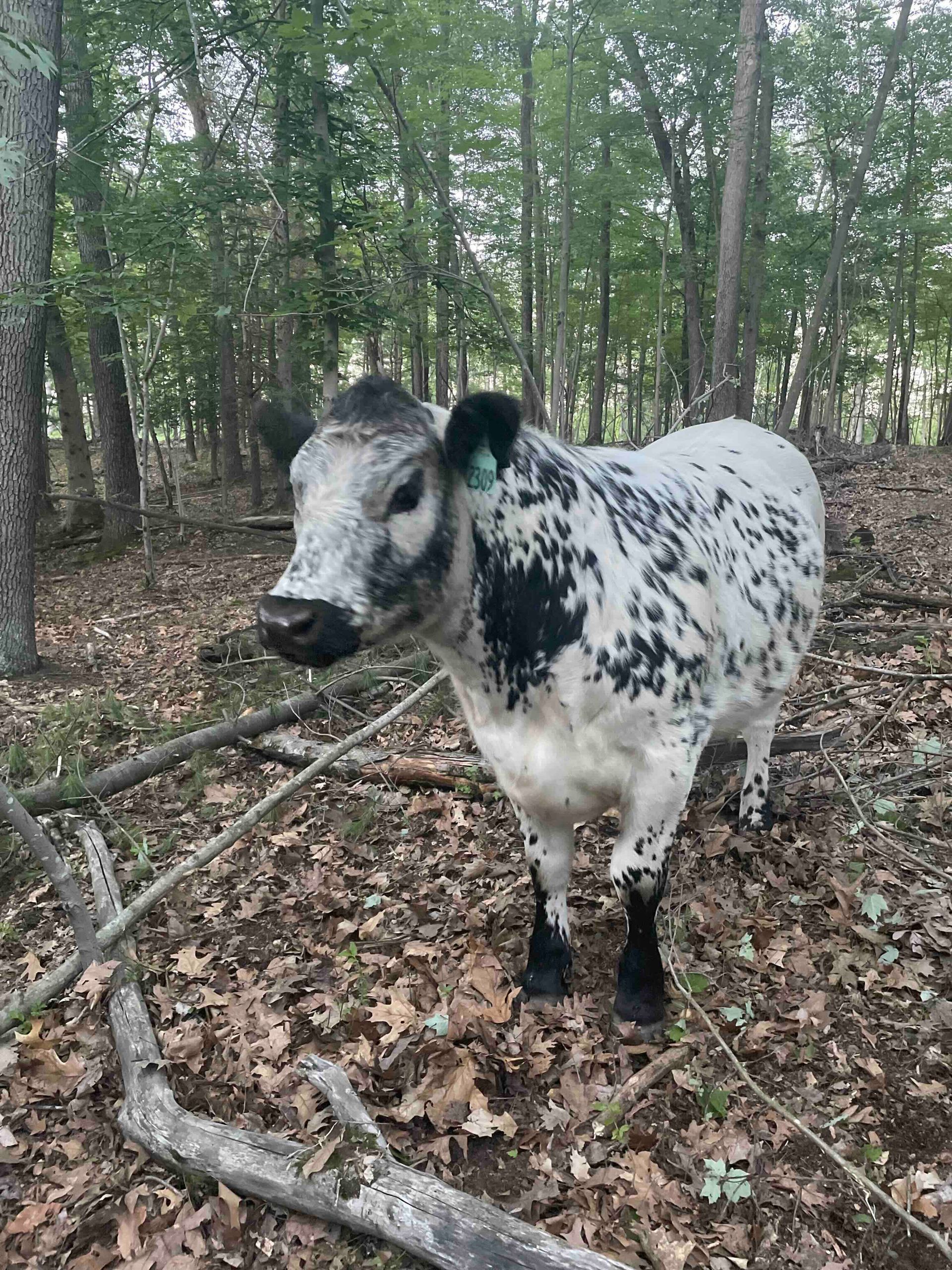 A black and white cow is standing in the woods.