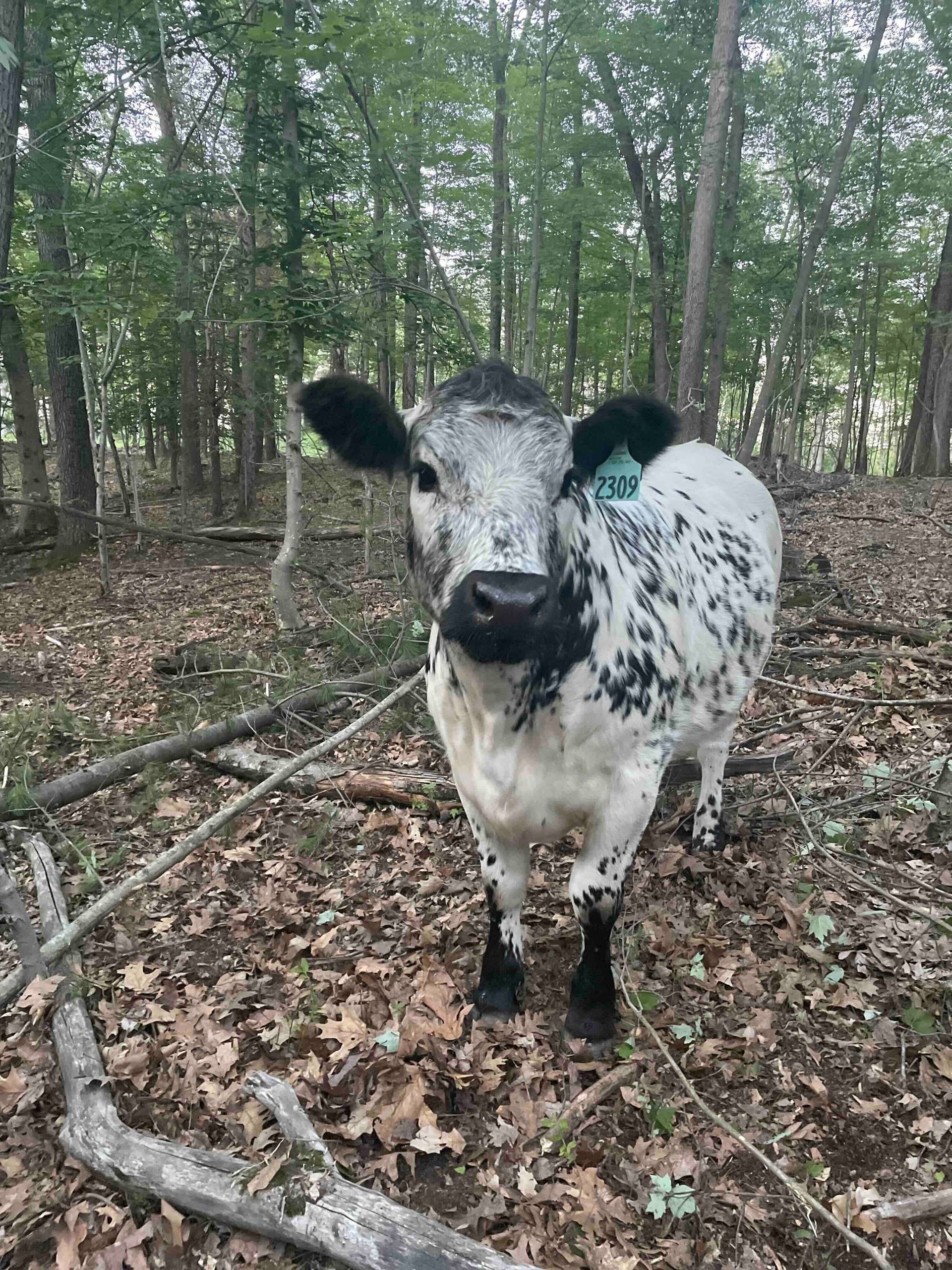 A black and white cow is standing in the woods.