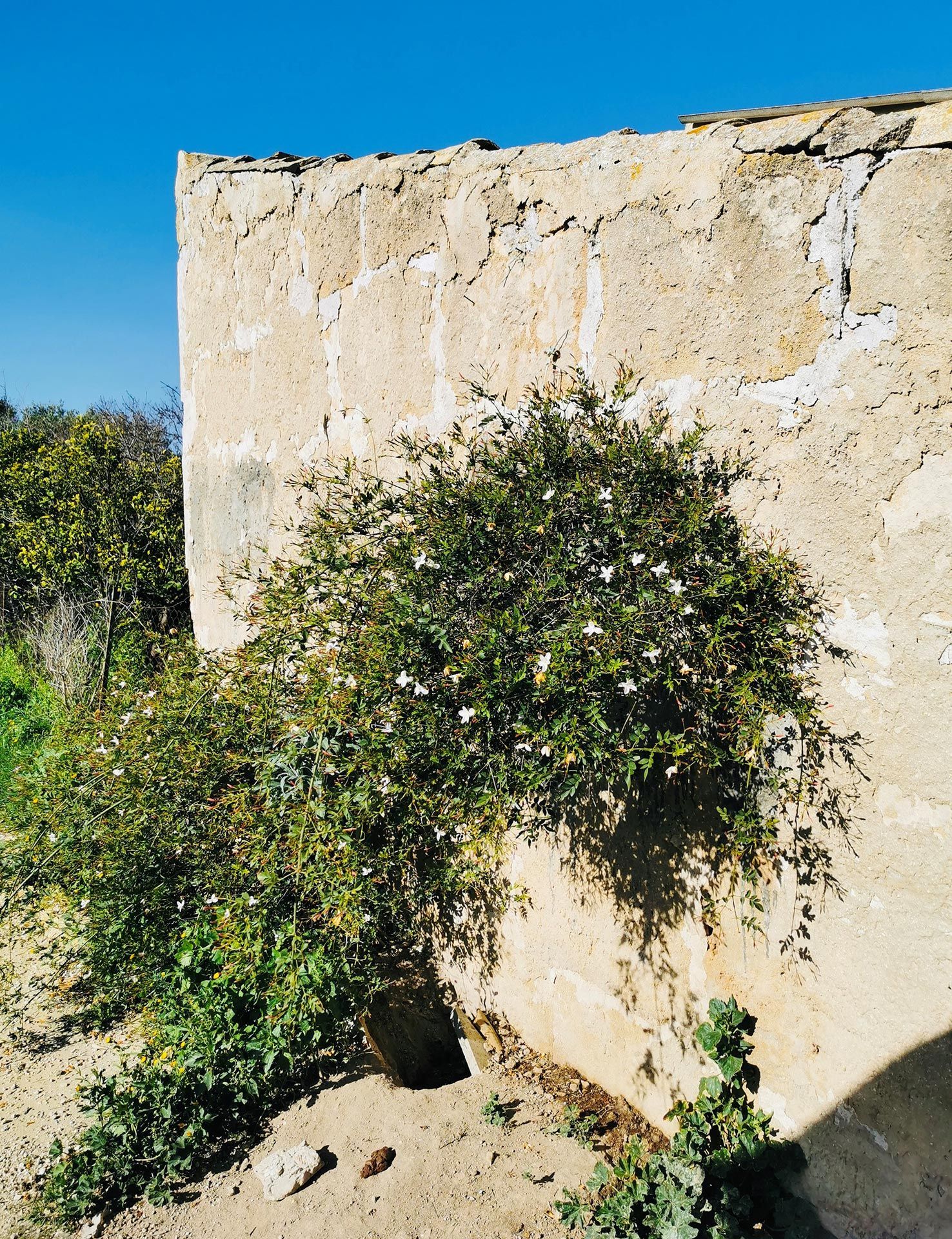 Eine Steinmauer, aus der ein Busch wächst
