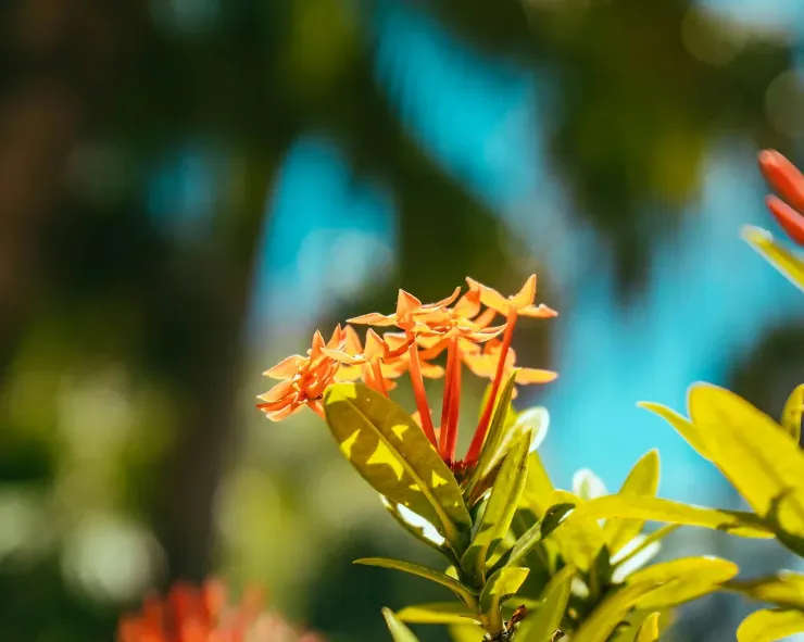 Vurige liefde bloem in Curacao