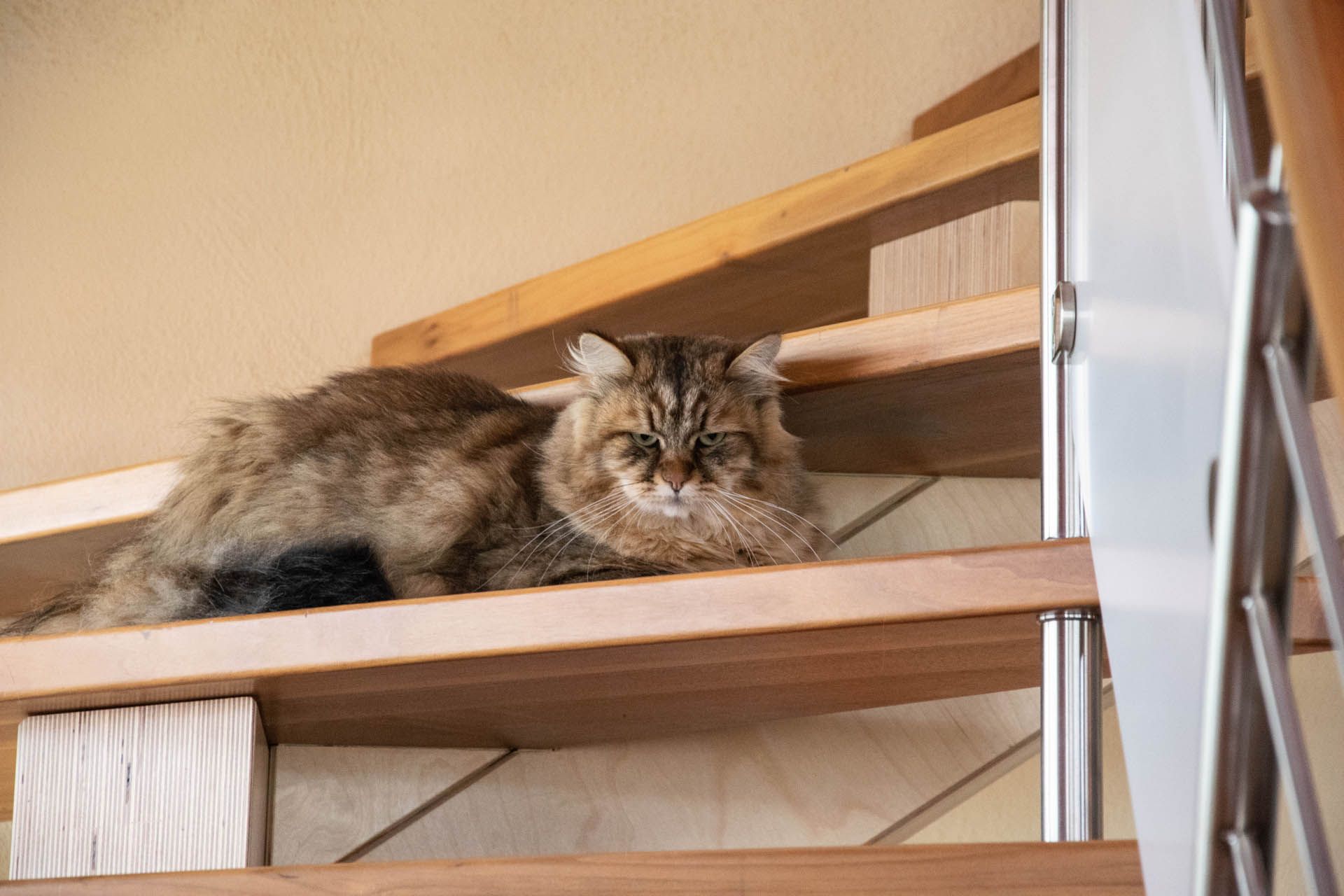 Katze