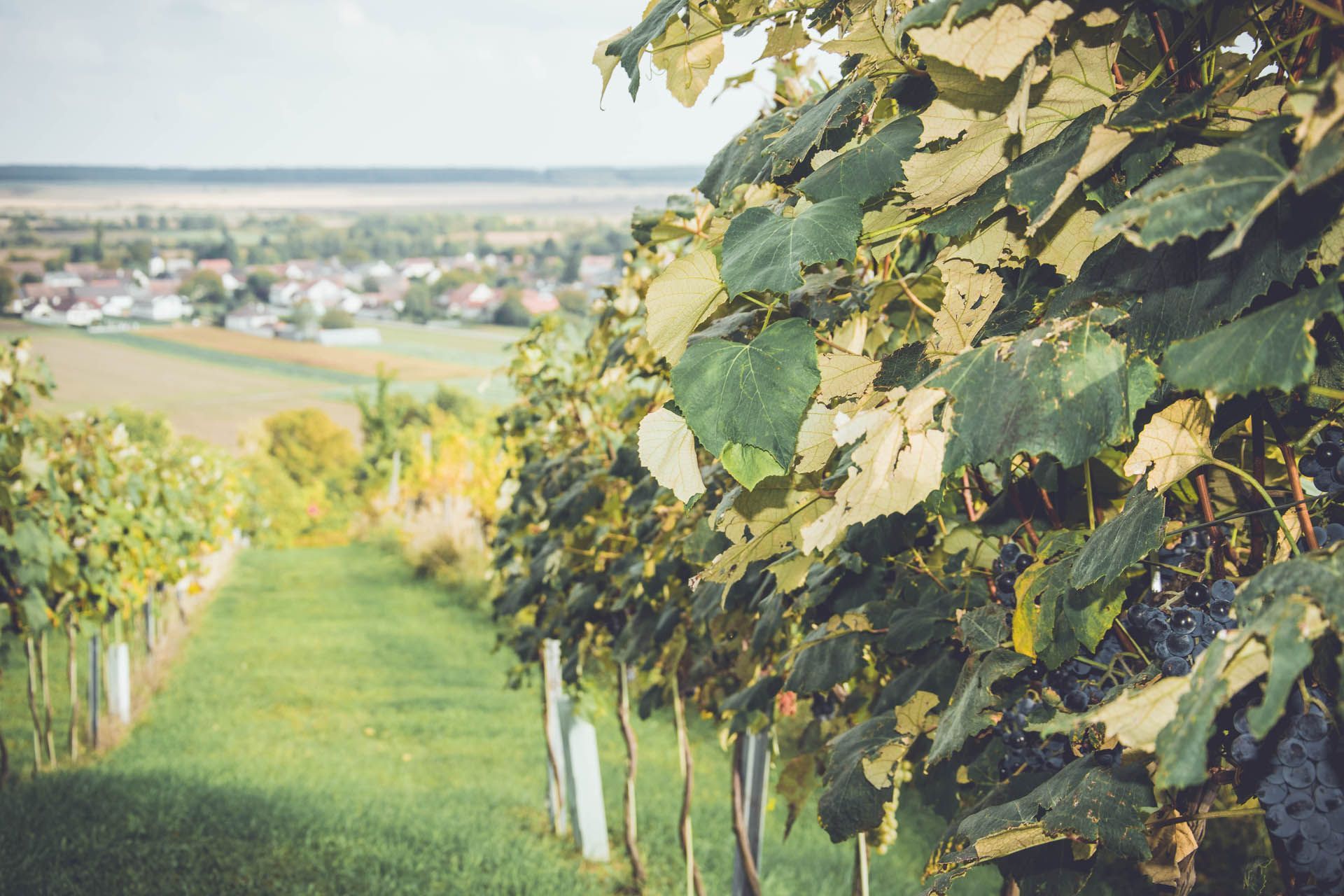 Weinberge Südburgenland
