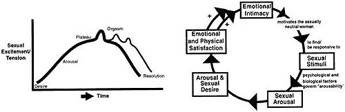 Two graphs: sexual response cycle and stages. Cycle includes emotional, physical, and sexual reactions.